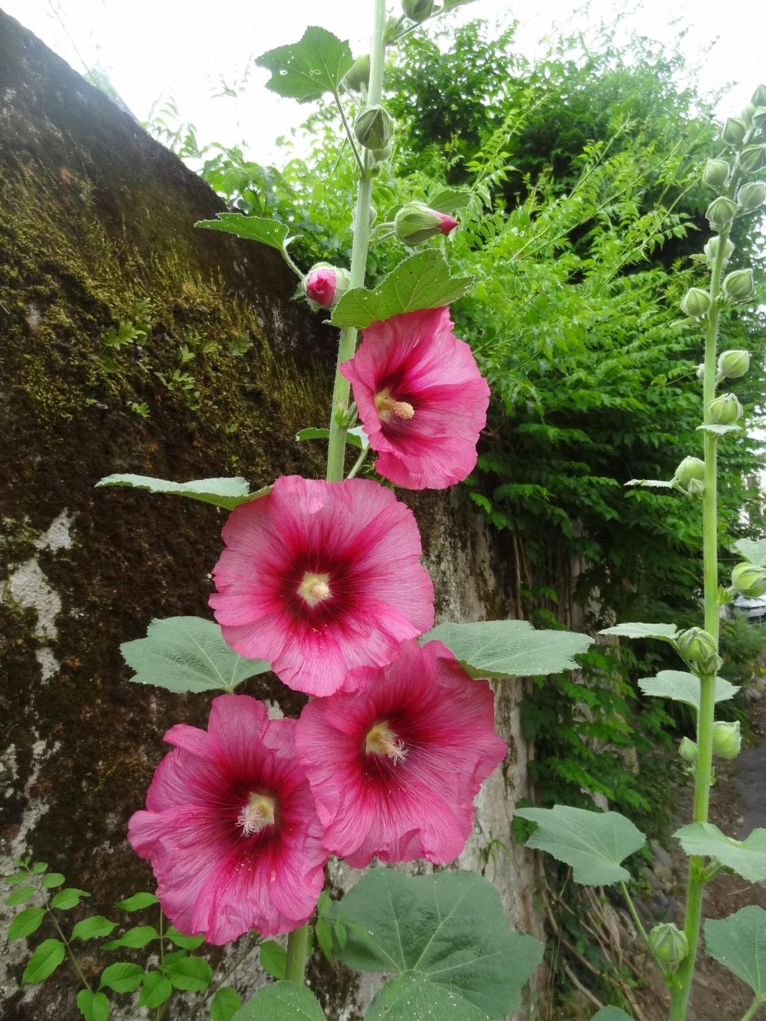 Villa Le Pelerine Sauveterre-de-Bearn Esterno foto